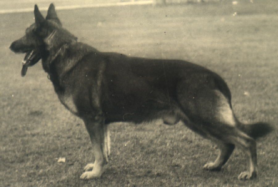 Ari vom Neffeltal