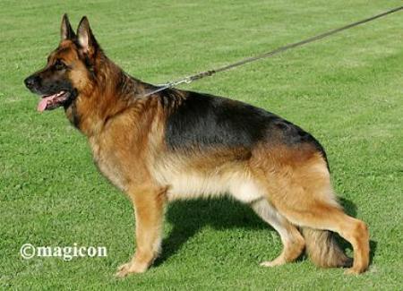 Wilko vom Fichtenschlag