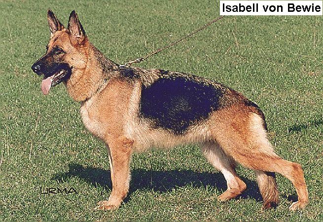 Isabell von Bewie