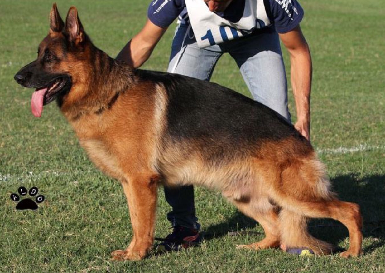Basko  II della Real Favorita