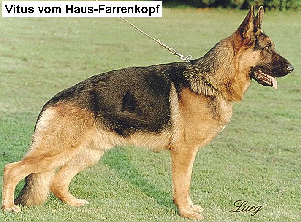 Vitus vom Haus-Farrenkopf
