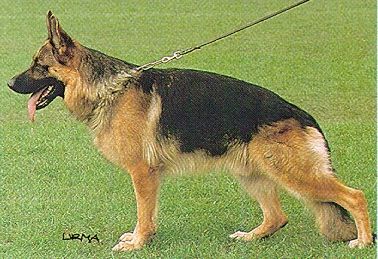 Ursus von der Steinhägerquelle