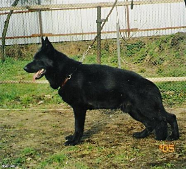 Faraon Vogerland