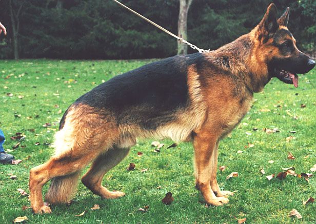 Jango vom Fürstenberg