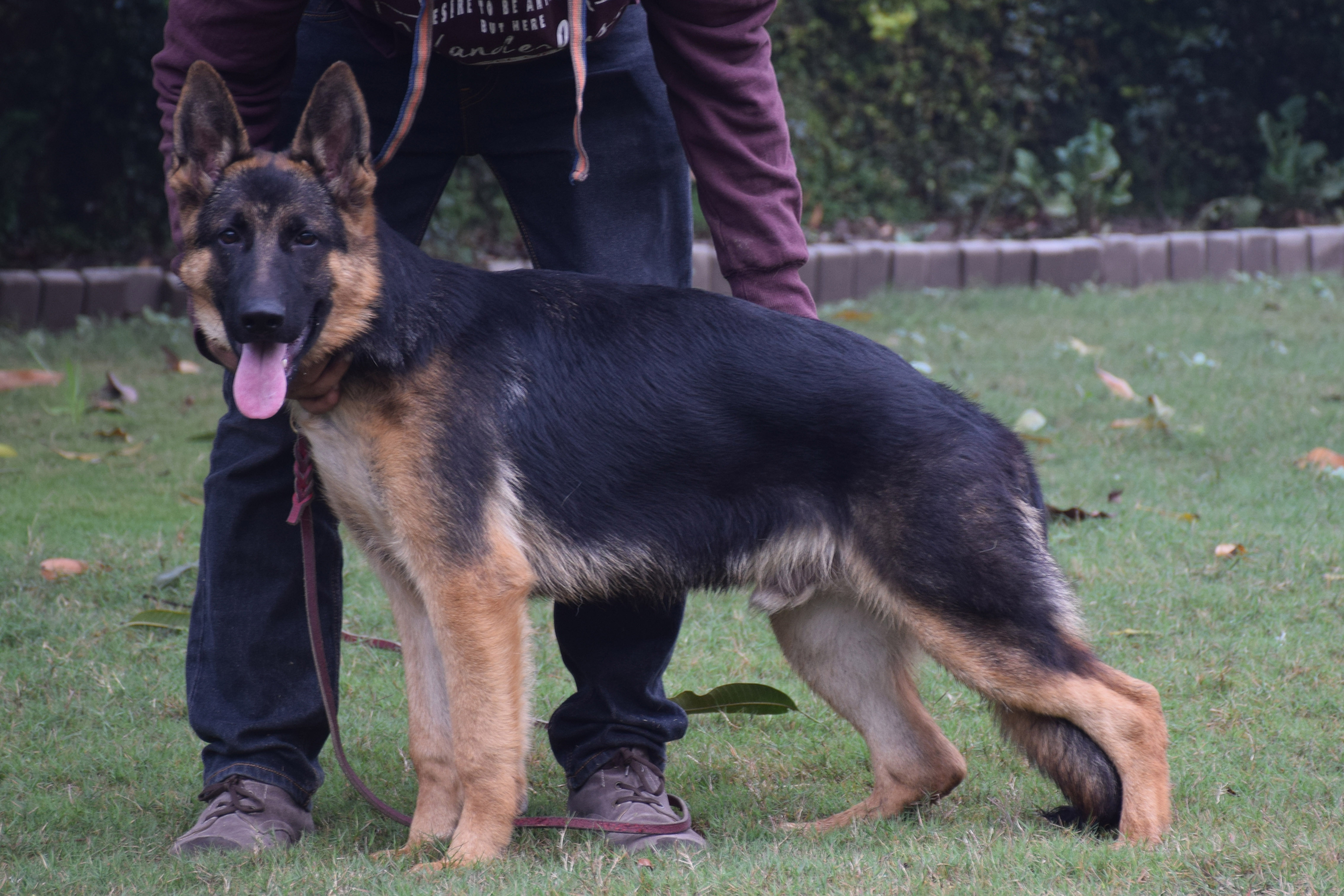 Polo in Regnum Marianum