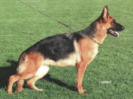 Simba della Valcuvia