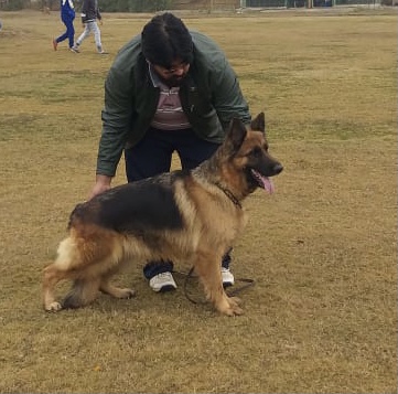 Bree vom Kennel Hause Dragon