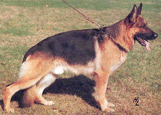 Natz von Arminius