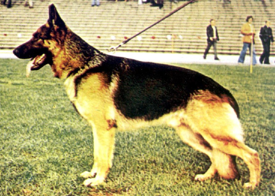 Brix von der Pfaffenau