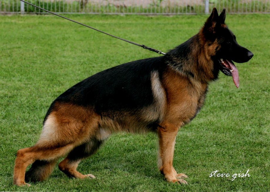 Xavi von Tronje