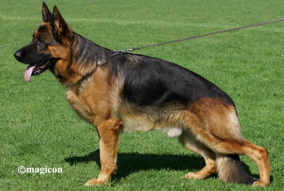 Yako van Noort