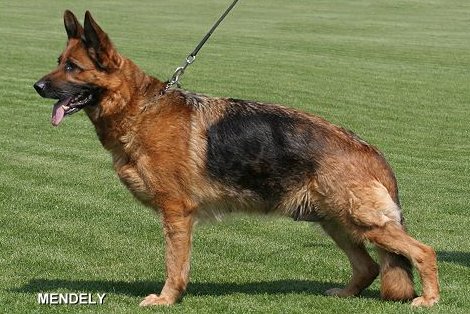 Biggi von der kleinen Ranch