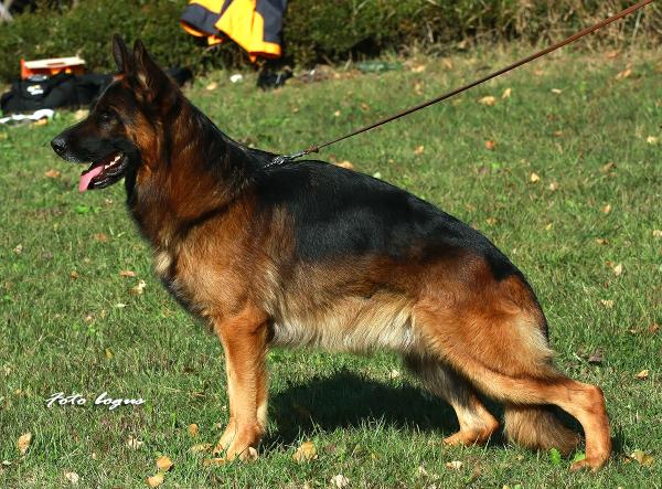 Vidol von Babylon