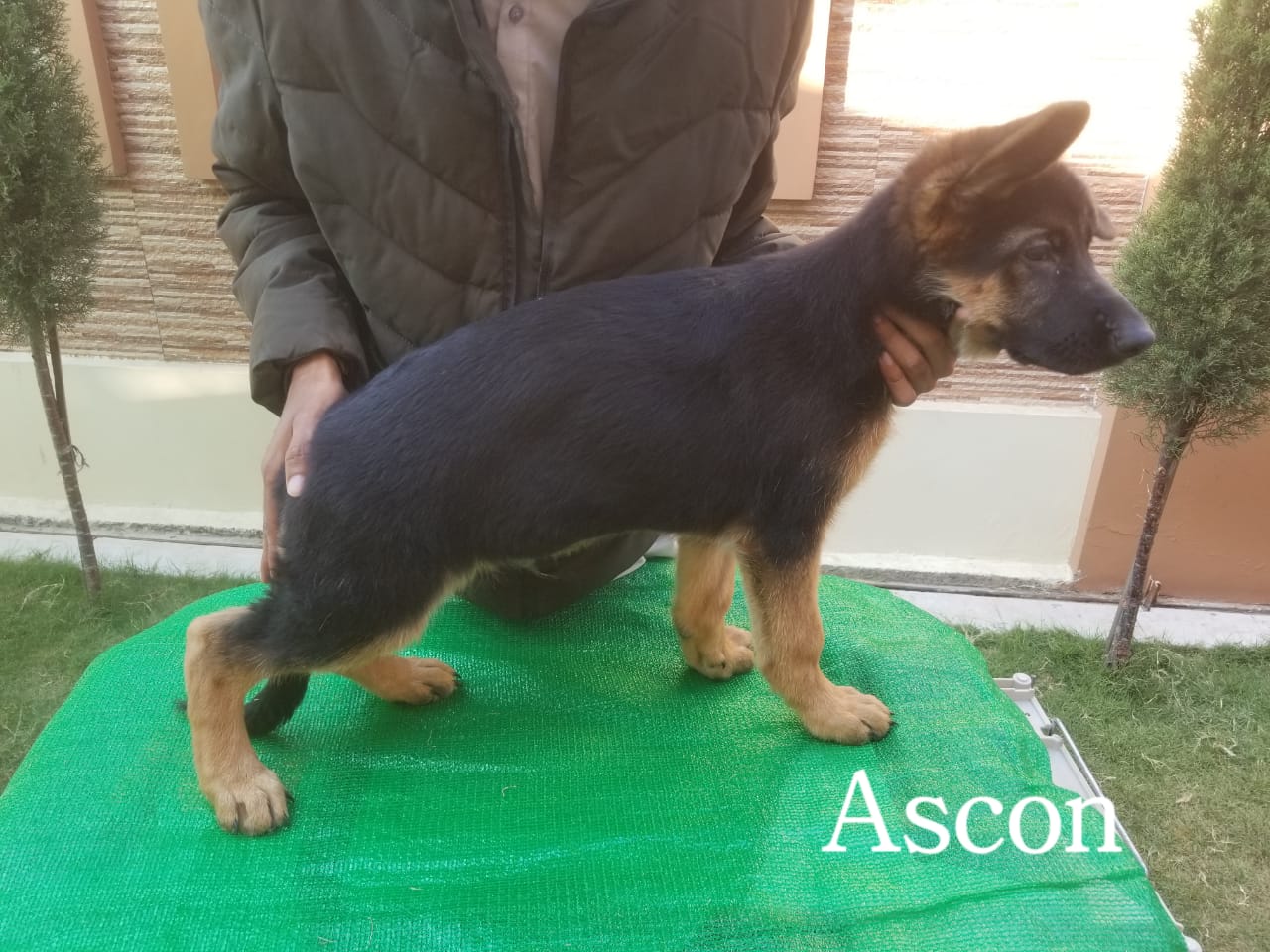 Ascon vom Haus Ark