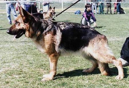 Kimba Aureus Mons