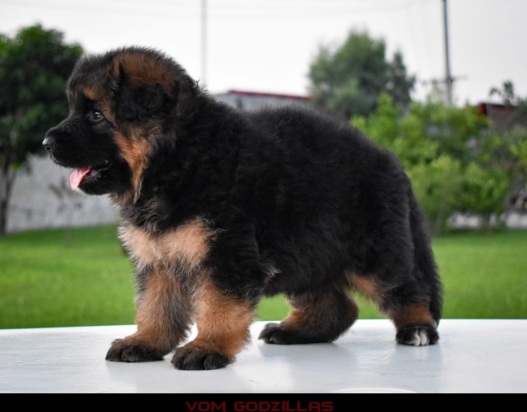  Annabelle vom Godzilla's Kennel