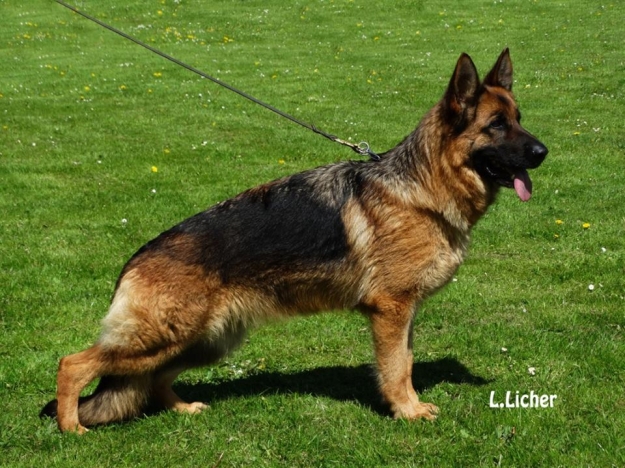 Falkøen's Sheeba