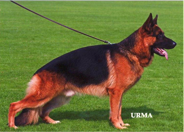 Dux van Jabora