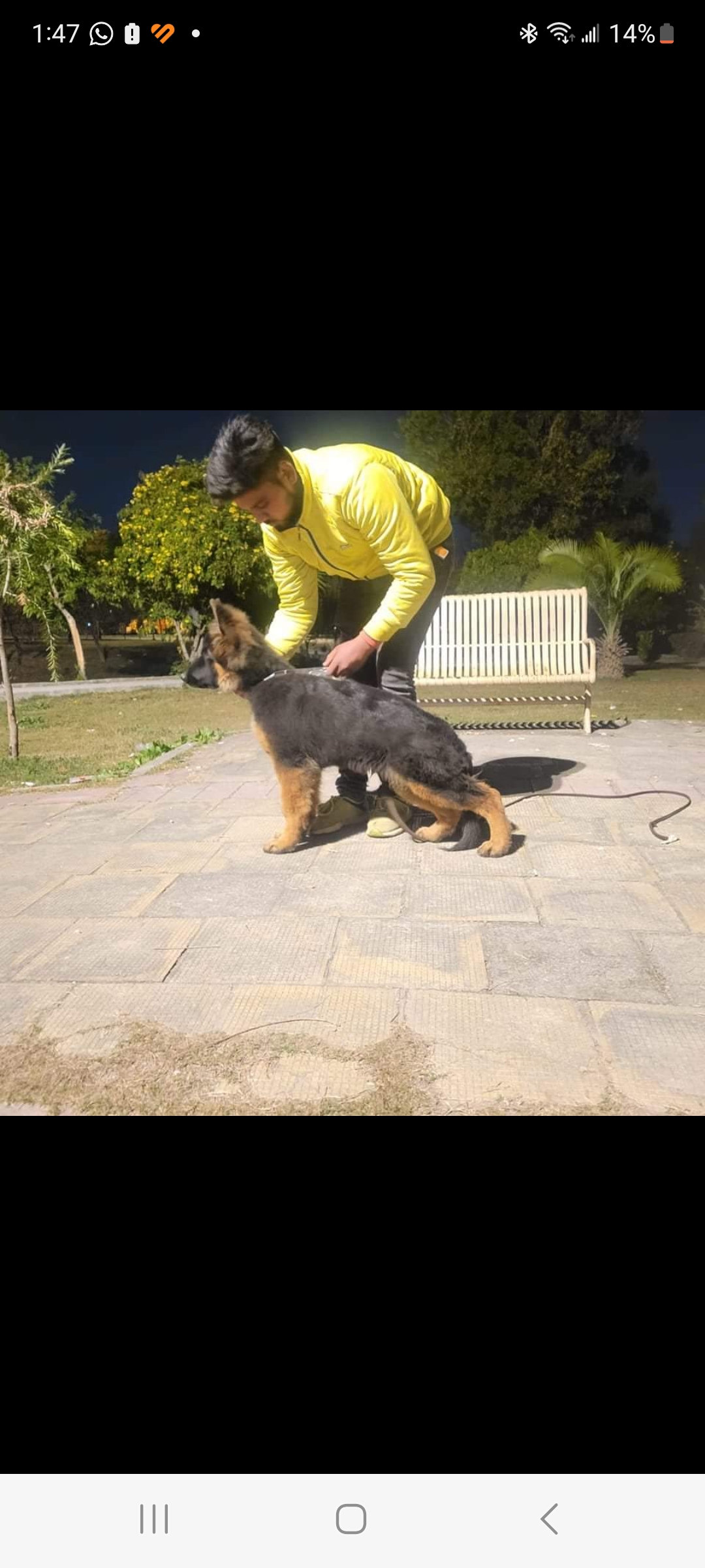  Caesar vom Wolf Hercules