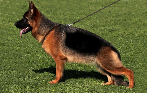 Ginevra del Rione Antico