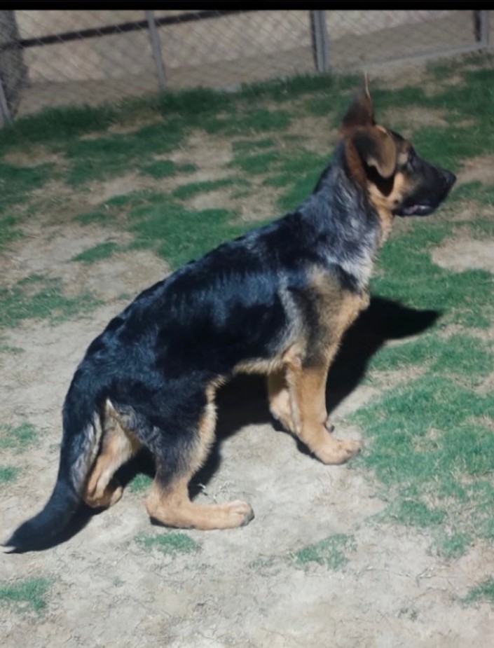  Battösai von FürstenKämpfer