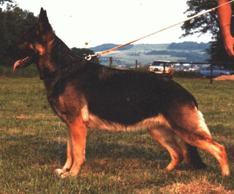 Assi von Mendely