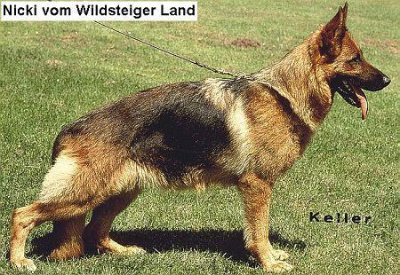 Nicki vom Wildsteiger Land