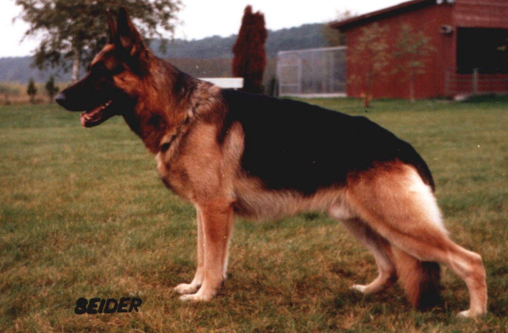 Image not found