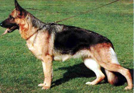 Tannie vom Trienzbachtal