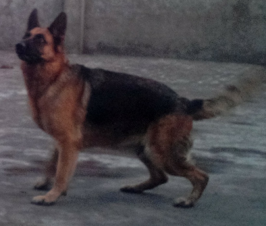 Bonnie vom Jupiter