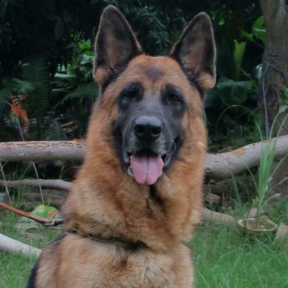 Jessy vom King's Broune