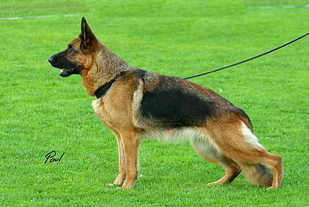 Kimba Rus Bulle Hof