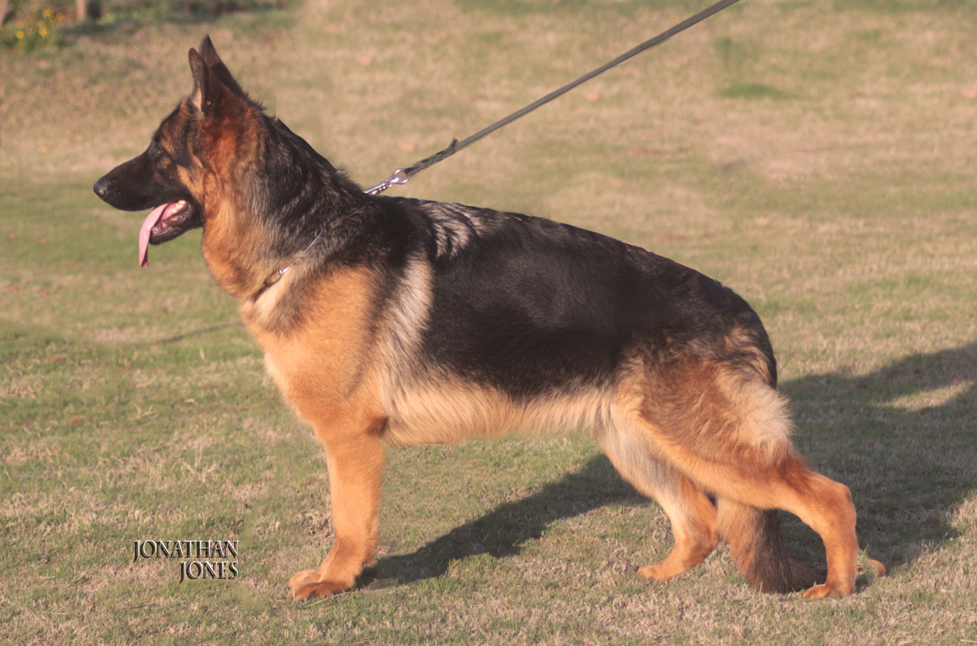 Anna vom Pakistan Kennel