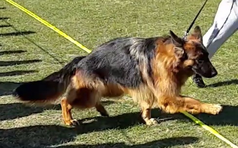 Alice vom Edle Wolf