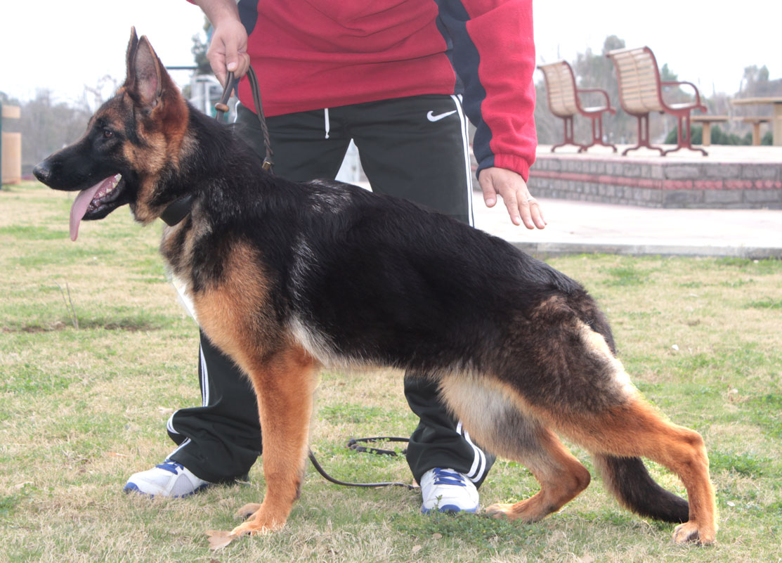 Dixie von HKS
