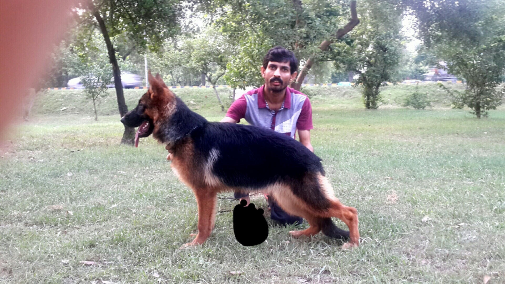 Dona vom Löwenhund