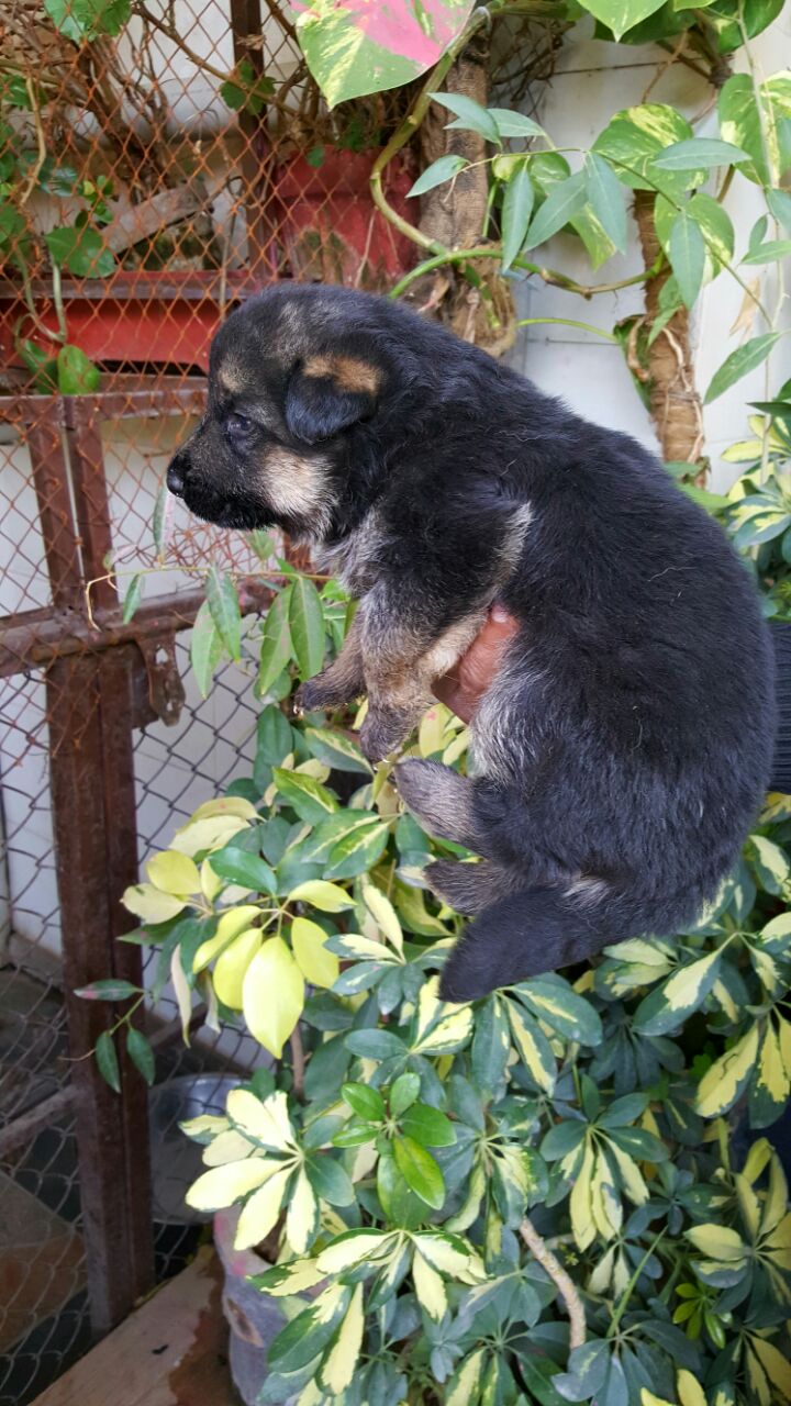 Aldo vom Black Wolf