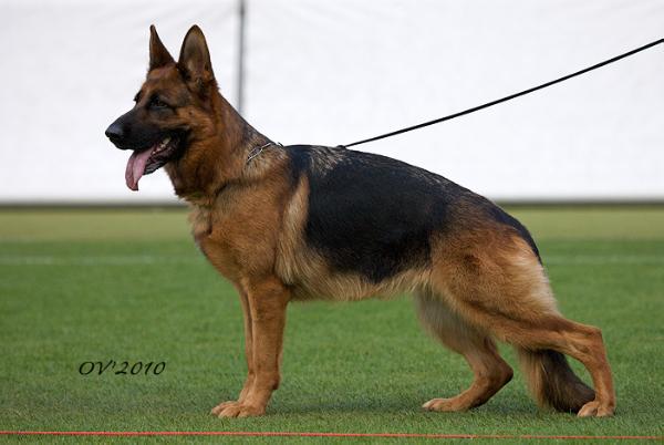 Zara von der Zenteiche