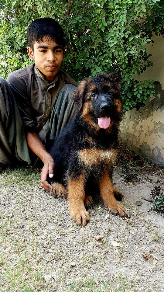 Ego vom Löwenhund