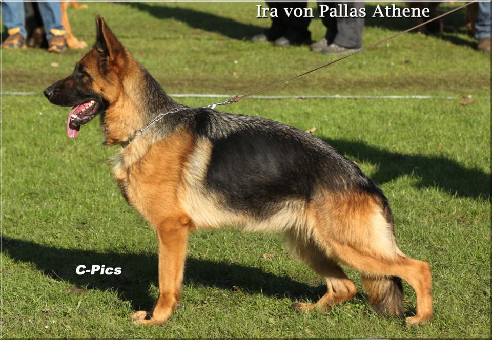 Ira von Pallas Athene